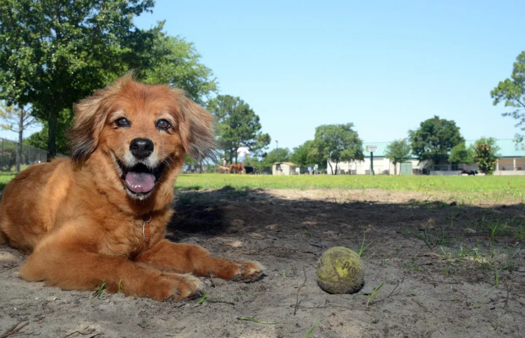 Zephyrhills Dog Waste Removal